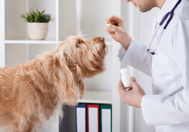 Homemade Calcium Supplements for Dog