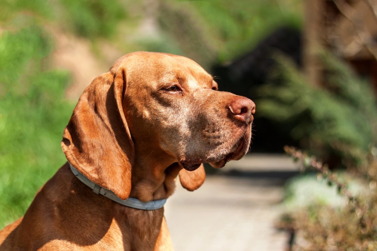 how can you tell if your dogs flea collar is actually working